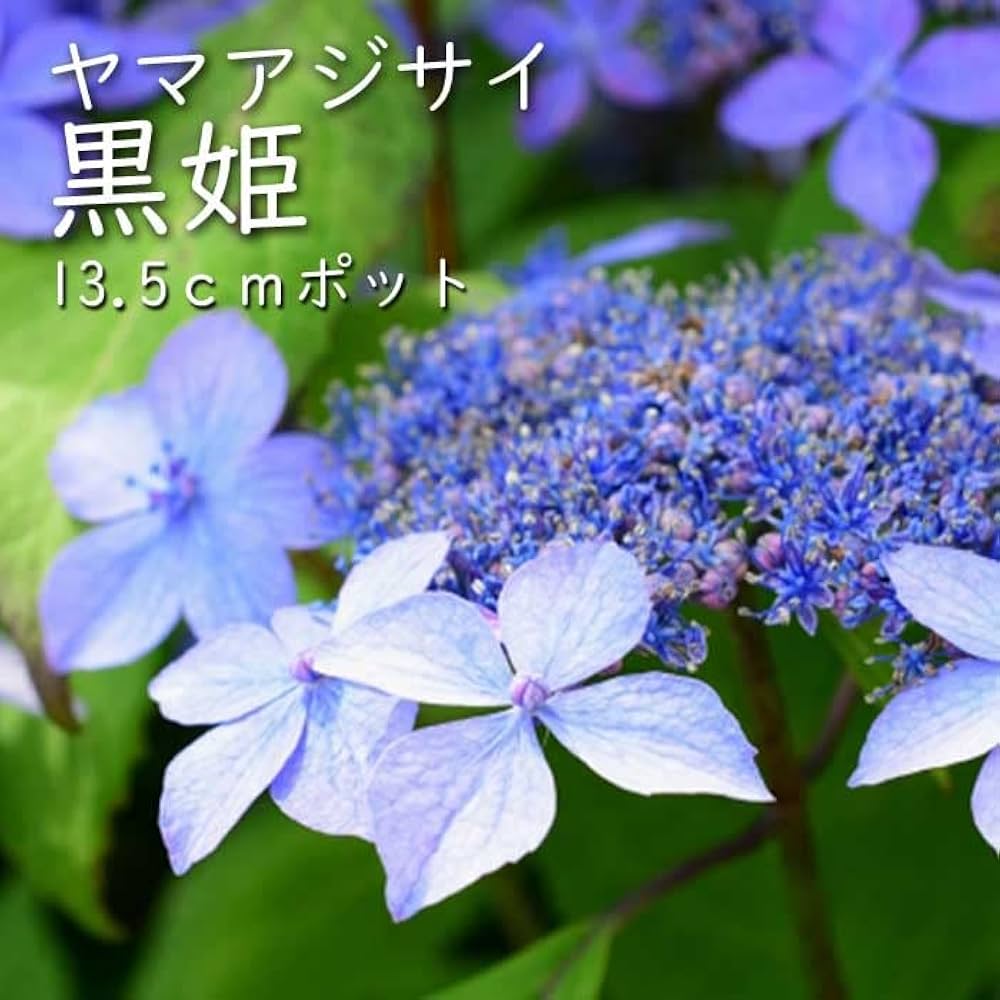Amazon.co.jp: ヤマアジサイ 苗 黒姫 （ くろひめ ） 山野草